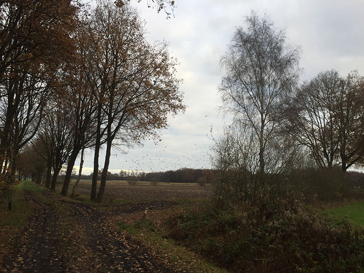 Dommelvallei Trail 11